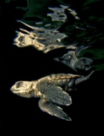 Oguz Köse - Winner in the Underwater category